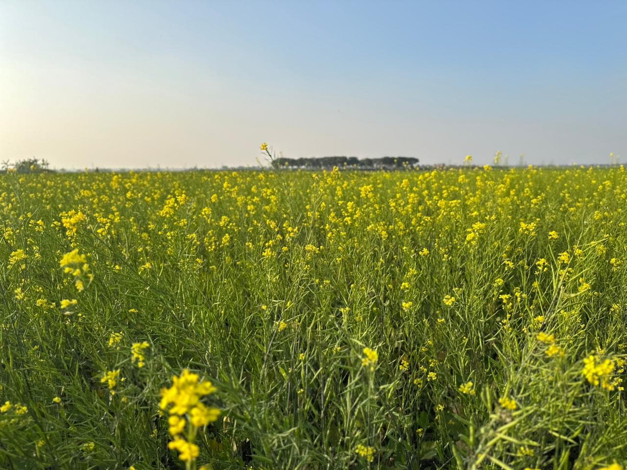 Spice Processing Image 15