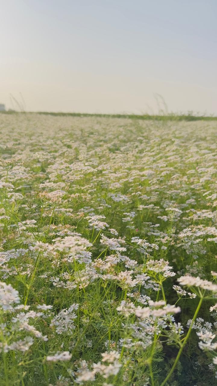 Spice Processing Image 16