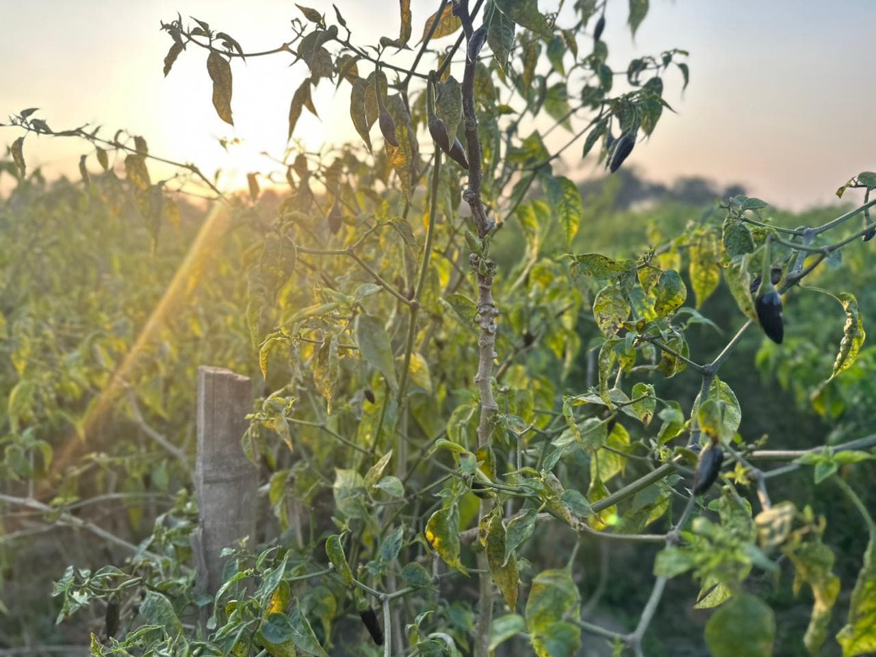 Spice Processing Image 17