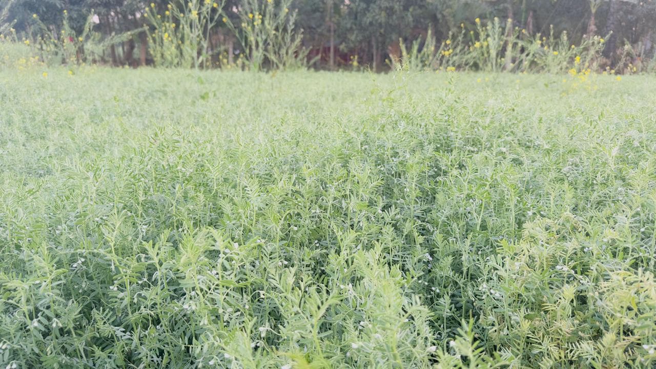 Spice Processing Image 18