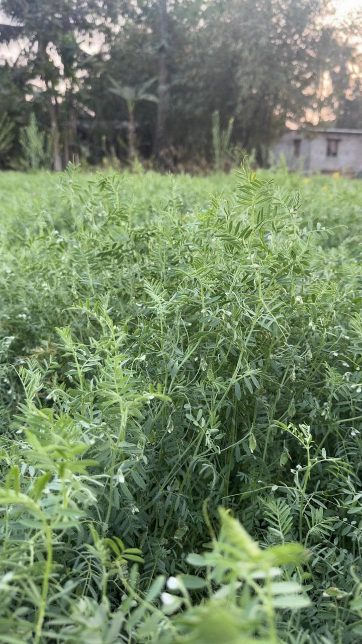 Spice Processing Image 20